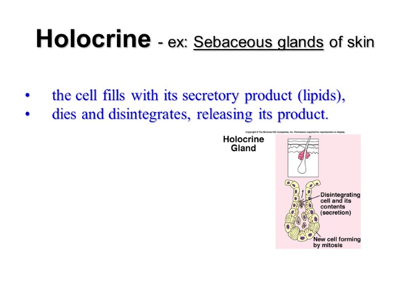 Holocrine - ex: Sebaceous glands of skin  the cell fills with its secretory